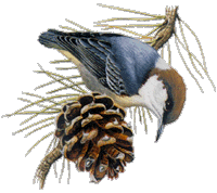Brown-headed Nuthatch